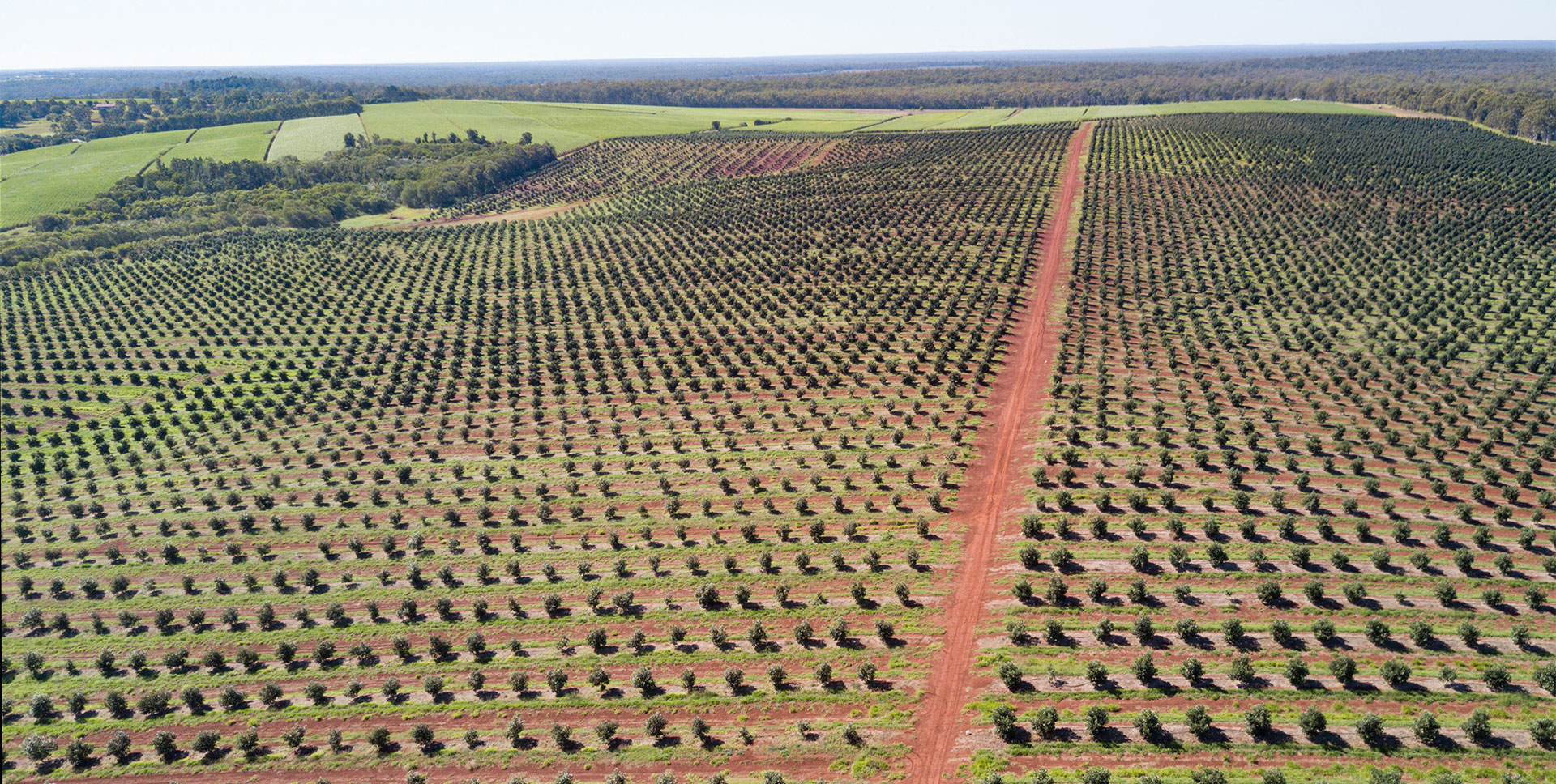 Macadamia fields in Childers Woodgate, Queensland