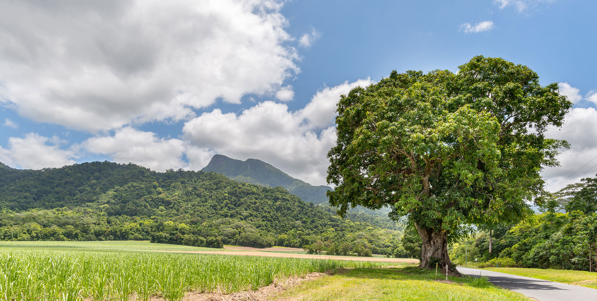 Mountain and tree in rural Queensland