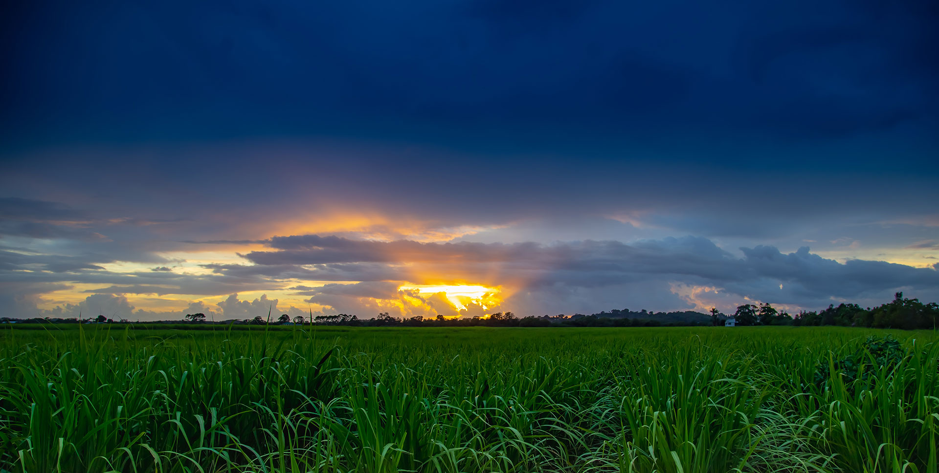 Queensland Sugar Cane field at sunset